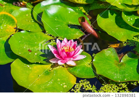 Water Lily in Full Bloom A Captivating Pond Scene with Vibrant Green Lily Pads and Aquatic Beauty Water Lily in Full Bloom A Captivating Pond Scene with Vibrant Green Lily Pads and Aquatic Beauty 132898381