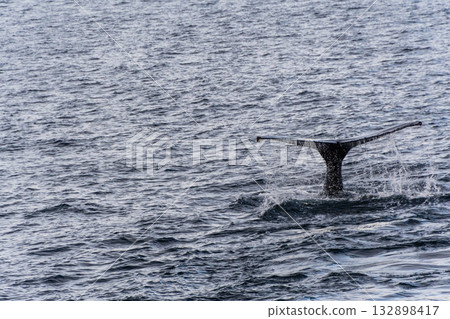 Tail of a humpback whale in the Antarctic 132898417