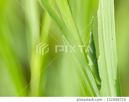 蚱蜢棲息在葉子上 132898728