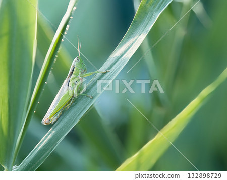 蚱蜢蚱蜢 132898729