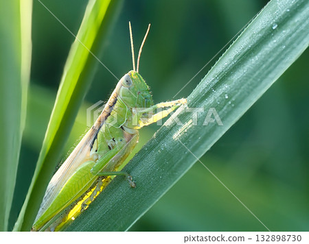 蚱蜢棲息在葉子上 蚱蜢棲息在葉子上 132898730