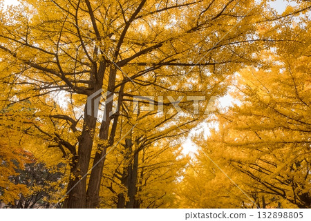 秋日的銀杏樹和黃葉 132898805