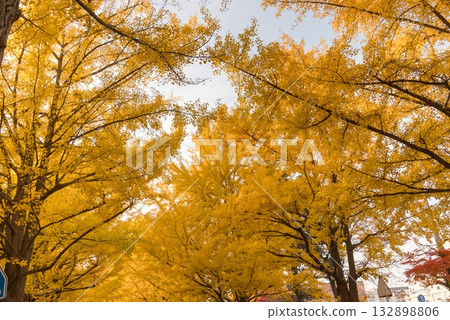 秋日的銀杏樹和黃葉 132898806