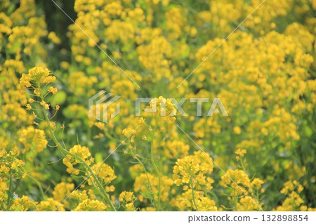 愛媛縣伊予市浦澄町的油菜花田 132898854