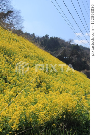 Rape flower fields in Urusumi, Iyo City, Ehime Prefecture Rape flower fields in Urusumi, Iyo City, Ehime Prefecture 132898856