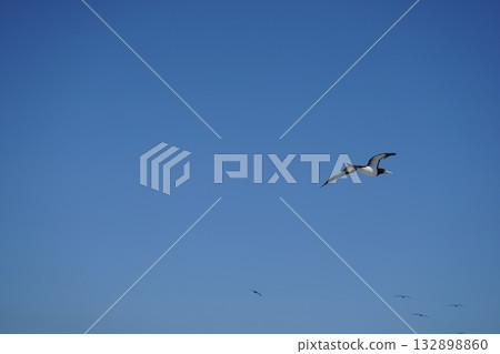塘鵝在空中飛翔 132898860