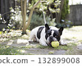 French bulldog playing with a ball 132899008