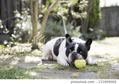 法國鬥牛犬玩球 132899008