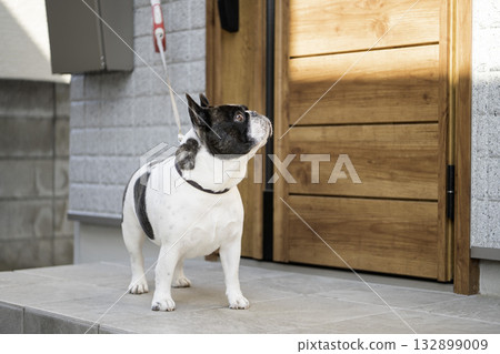 門口的法國鬥牛犬 門口的法國鬥牛犬 132899009