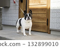 French bulldog at the entrance 132899010
