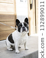 French bulldog at the entrance 132899011