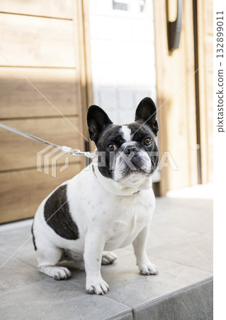 French bulldog at the entrance 132899011