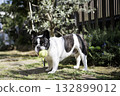 French bulldog playing with a ball 132899012