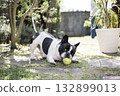 French bulldog playing with a ball 132899013