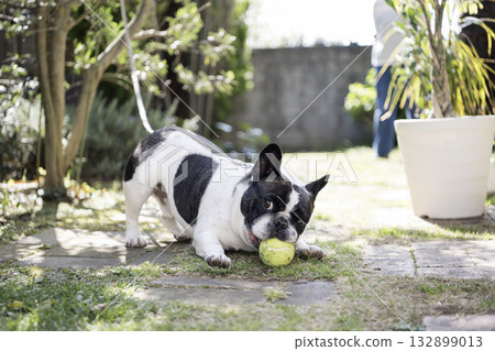 法國鬥牛犬玩球 132899013
