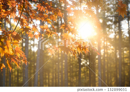 Autumn scenery of maple leaves and sunlight filtering through the trees Autumn scenery of maple leaves and sunlight filtering through the trees 132899031