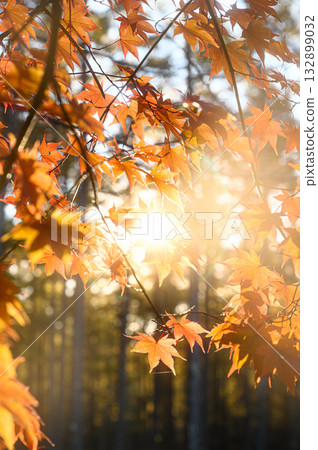 Autumn scenery of maple leaves and sunlight filtering through the trees 132899032