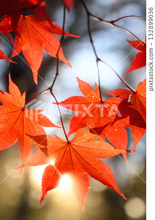 Autumn scenery of maple leaves and sunlight filtering through the trees Autumn scenery of maple leaves and sunlight filtering through the trees 132899036