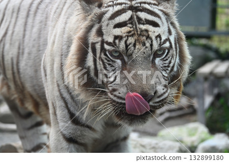White Tiger White Tiger 132899180