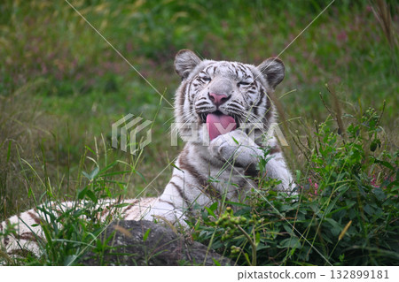 White Tiger   132899181