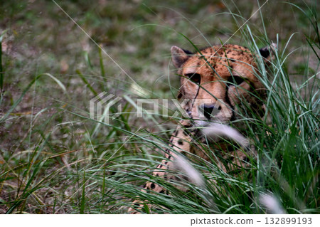 Cheetah Cheetah 132899193