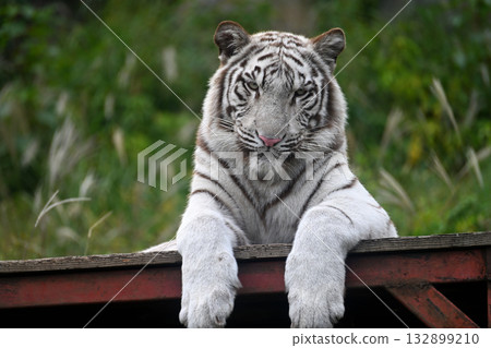 White Tiger   132899210