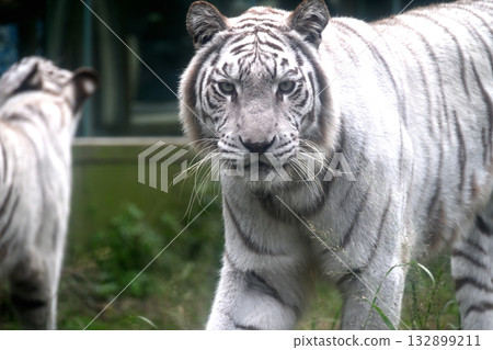White Tiger   132899211