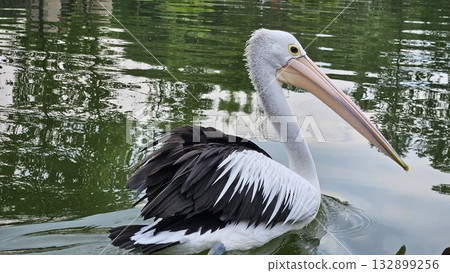 This is pelican animal on the water This is pelican animal on the water 132899256