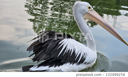 This is pelican animal on the water This is pelican animal on the water 132899258