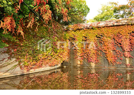 茅崎中央公園池塘裡纏繞著秋天的常春藤落葉 132899333