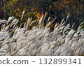 Miscanthus groves on the Hiruzen Plateau seen from the Kimedai Observatory in Maniwa City, Okayama Prefecture 132899341