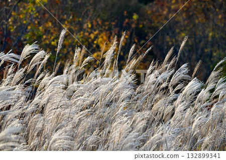 從岡山縣真庭市金台展望台看到的蒜山高原的芒草叢 132899341