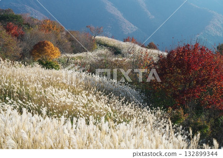 Miscanthus groves on the Hiruzen Plateau seen from the Kimedai Observatory in Maniwa City, Okayama Prefecture 132899344