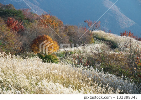 Miscanthus groves on the Hiruzen Plateau seen from the Kimedai Observatory in Maniwa City, Okayama Prefecture 132899345