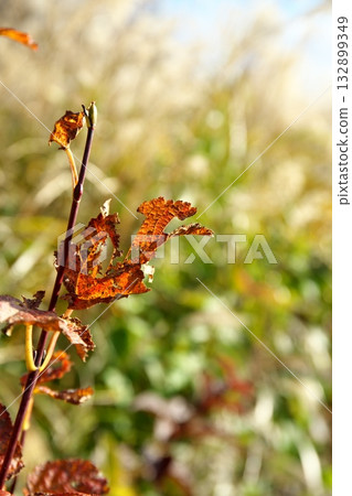 Miscanthus groves on the Hiruzen Plateau seen from the Kimedai Observatory in Maniwa City, Okayama Prefecture Miscanthus groves on the Hiruzen Plateau seen from the Kimedai Observatory in Maniwa City, Okayama Prefecture 132899349