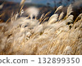 Miscanthus groves on the Hiruzen Plateau seen from the Kimedai Observatory in Maniwa City, Okayama Prefecture 132899350