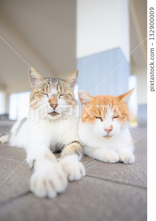 cuddling cats 132900009