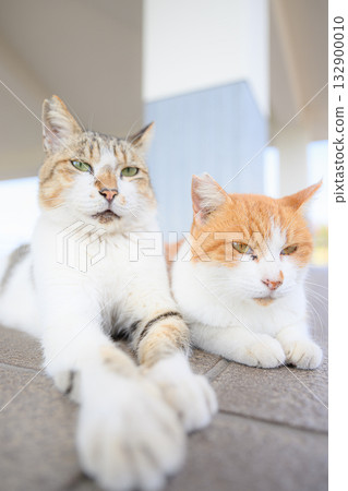 cuddling cats 132900010
