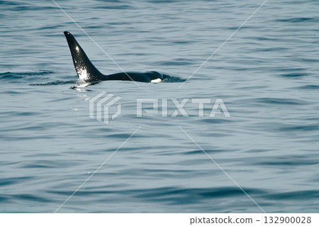 阿拉斯加自然 41 阿拉斯加自然 41 132900028