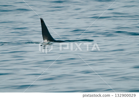 阿拉斯加自然 42 132900029