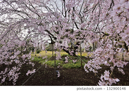 Cherry blossoms at Rokugien 132900146