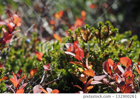 Autumn leaves of the alpine plant, Japanese blackberry Autumn leaves of the alpine plant, Japanese blackberry 132900261