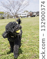Portuguese Water Dog 132900374
