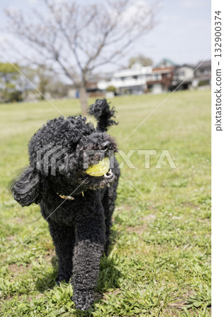 葡萄牙水犬 132900374