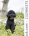 Portuguese Water Dog 132900375
