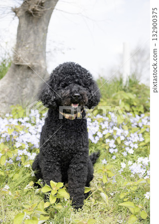 Portuguese Water Dog 132900375
