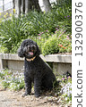 Portuguese Water Dog 132900376