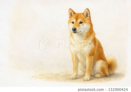 紅色柴犬肖像（背景簡潔，自然光線柔和） 132900424