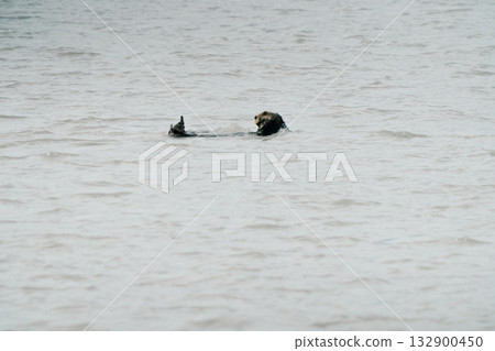 Alaska Nature 153 132900450