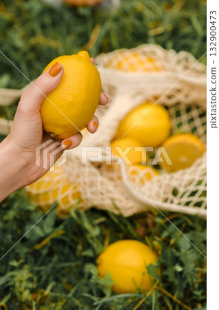 Hand holding a ripe lemon with a net bag and scattered lemons on green grass under soft natural light in a sunny garden setting Hand holding a ripe lemon with a net bag and scattered lemons on green grass under soft natural light in a sunny garden setting 132900473